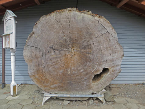 Douglas Fir Tree