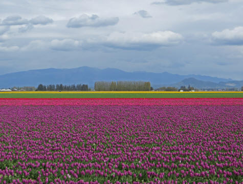 Springtime in La Conner, Washington State